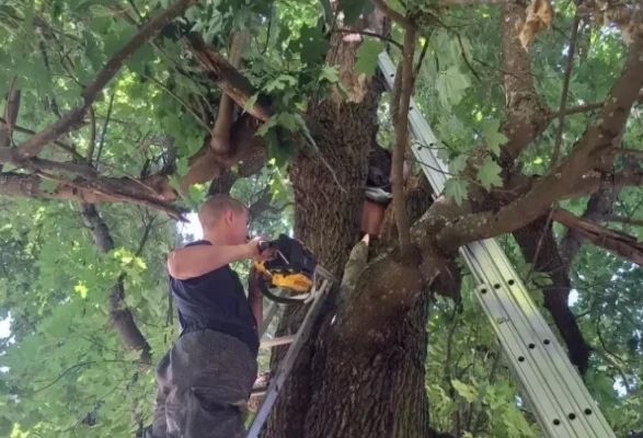 В Ленобласти спасали застрявшего в дупле
