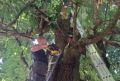 В Ленобласти спасали застрявшего в дупле