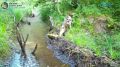Кабаньи прогулки по бобровой плотине попали на видео фотоловушки Нижне-Свирского заповедника