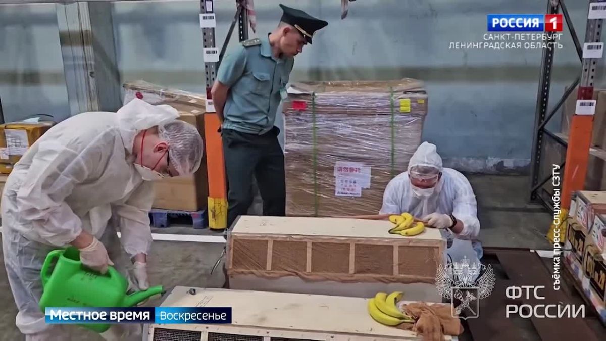 В Петербург для изучения привезли 140 яванских макак