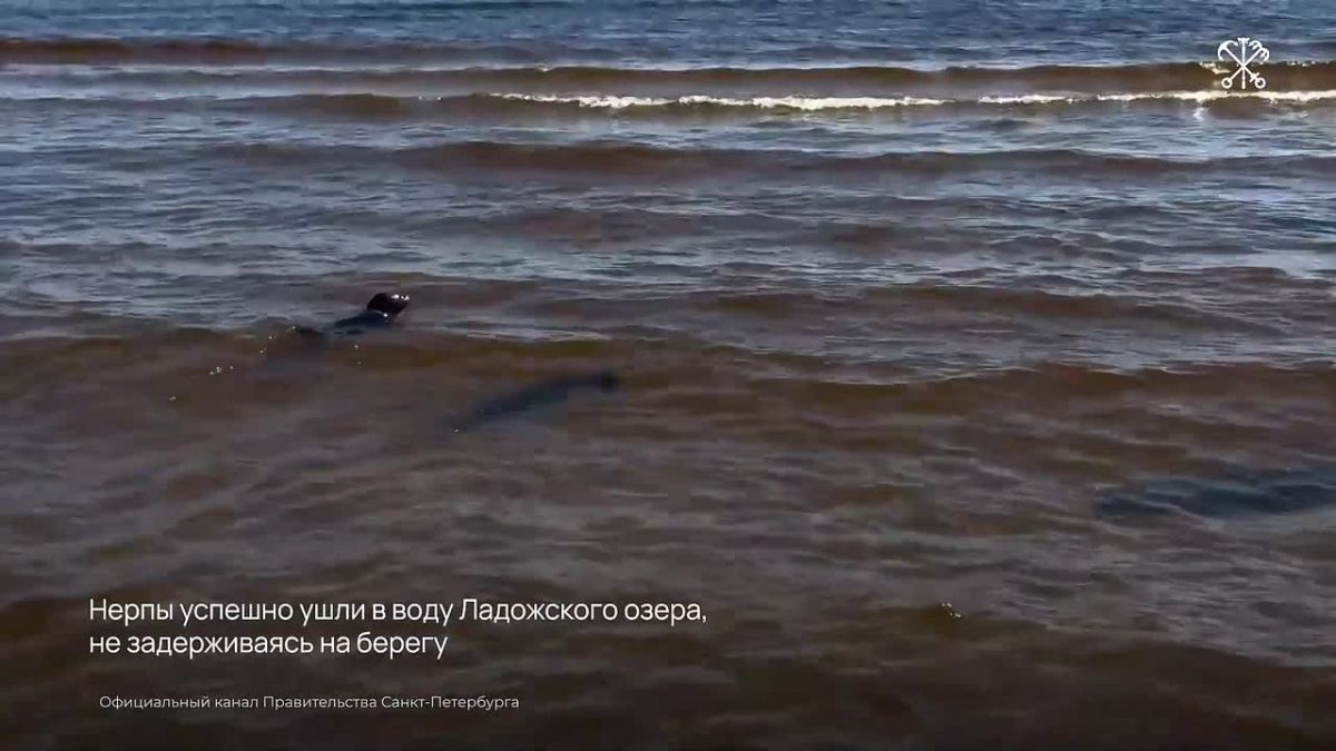 На западном берегу Ладожского озера выпустили подопечных Центра спасения морских млекопитающих — он работает на территории Водоканала в Репино