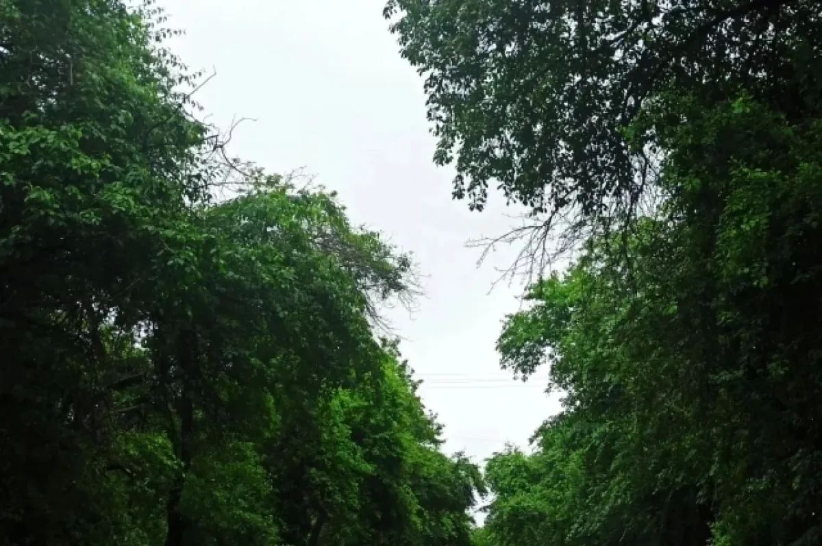 Атмосферный фронт собьёт жару в Петербурге