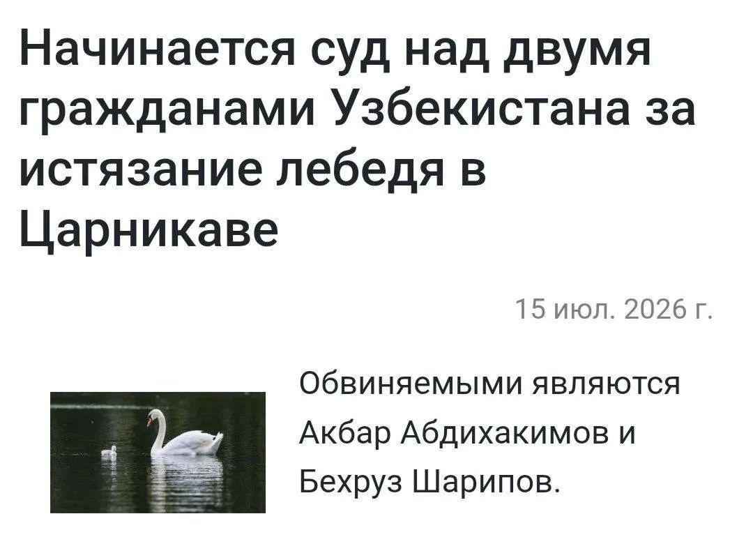 В Латвии судят двух мигрантов из Узбекистана, изнасиловавших … лебедя