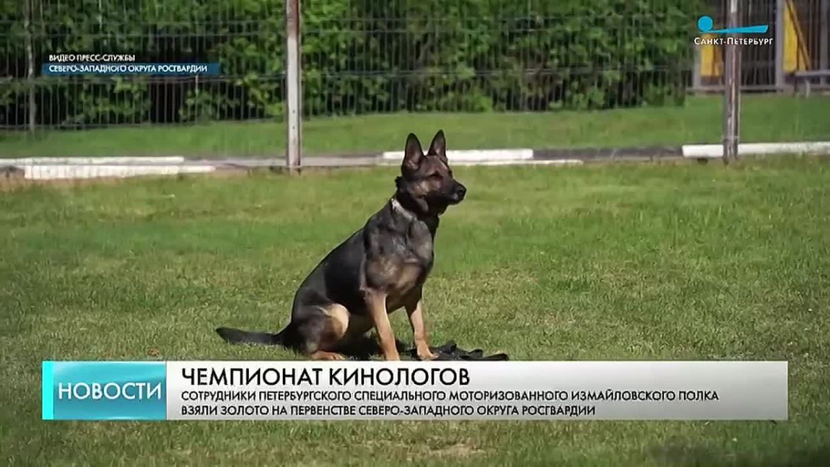 В Ленинградской области завершился чемпионат по многоборью кинологов на первенство Северо-Западного округа Росгвардии среди специалистов с патрульно-розыскными и минно-розыскными собаками