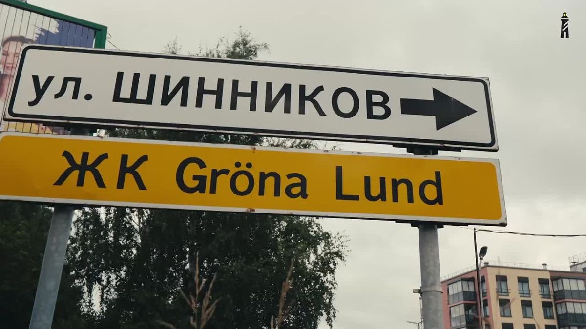 Березы вдоль Дороги жизни попытаются сохранить