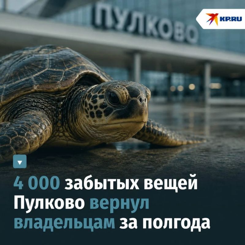 Черепашка опоздала на рейс: в Пулково за полгода забыли топор, бюст богини и 15 000 вещей