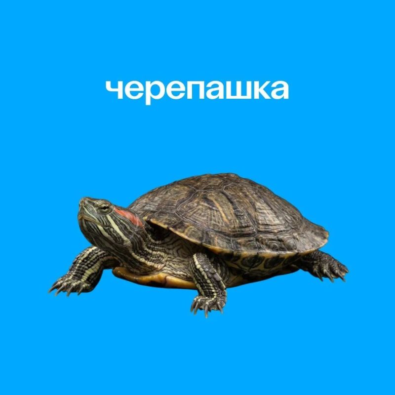 Бензопила, пять кубков, черепашка Бензопила, пять кубков, черепашка