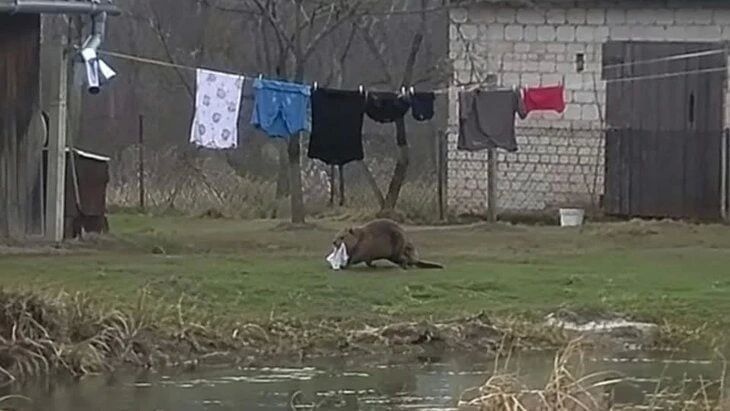 В Польше бобр оставил мужчину без трусов