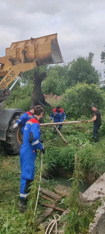 Взрослый лось погиб в очистных сооружениях поселка Щеглово Взрослый лось погиб в очистных сооружениях поселка Щеглово