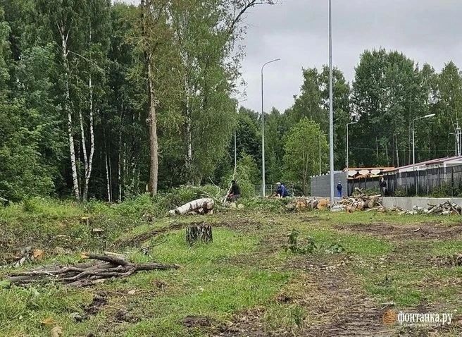Деревья вырубили вдоль западной границы парка Сосновка рядом с Лиственной улицей