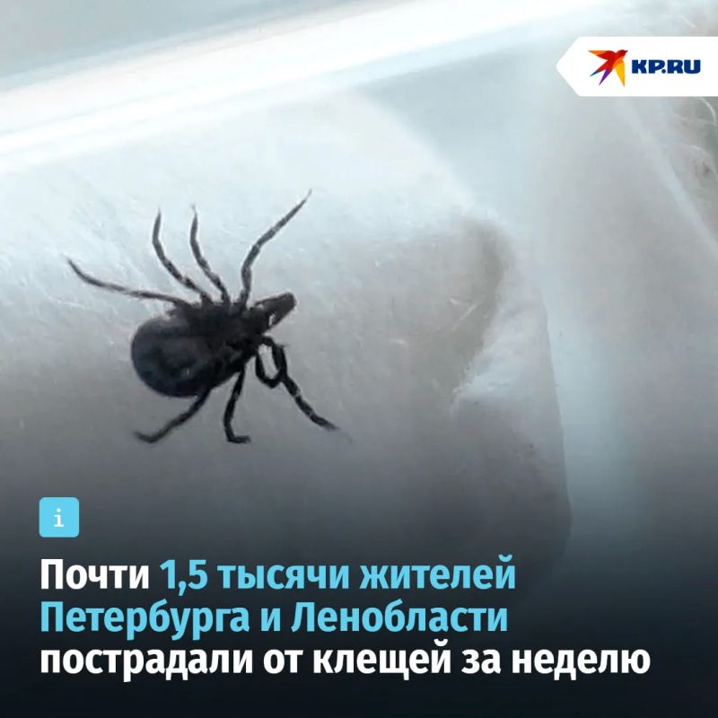Город атакуют клещи и за неделю покусали почти полторы тысячи человек
