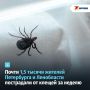 Город атакуют клещи и за неделю покусали почти полторы тысячи человек