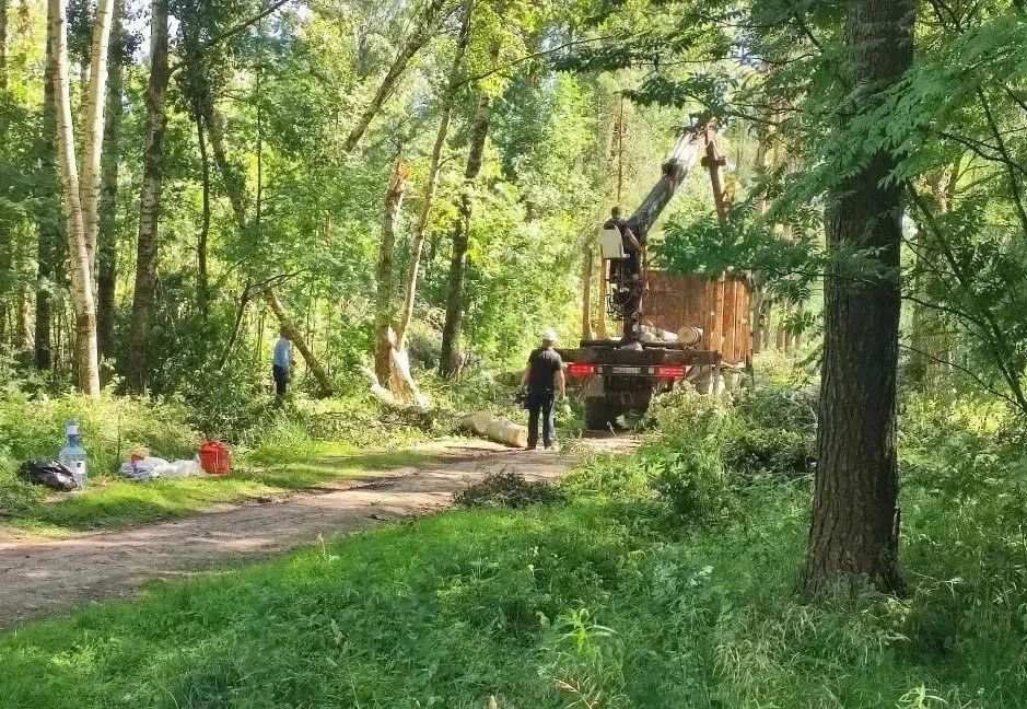 Ураган в Павловске: парк потерял более тысячи вековых деревьев Ураган в Павловске: парк потерял более тысячи вековых деревьев