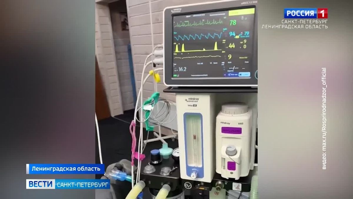 В "Дом тигра" привезли двух покалеченных амурских тигриц