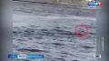 Петербургские патрульные спасли из Невы собаку