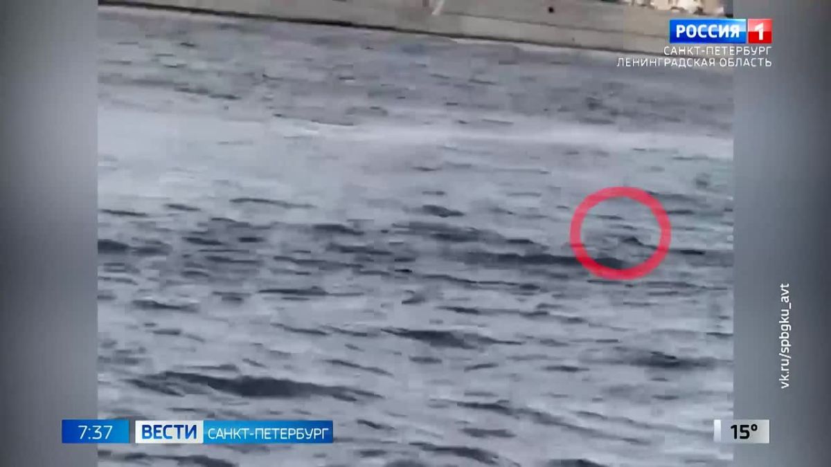 Петербургские патрульные спасли из Невы собаку