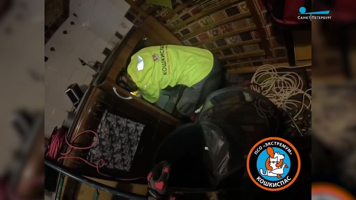Волонтёры «Кошкиспас» выручили кота Кузю, который на неделю застрял в вентшахте