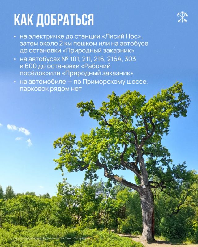 Экотропа «У Лукоморья» — место, где прогулка превращается в небольшое путешествие по русским сказкам Экотропа «У Лукоморья» — место, где прогулка превращается в небольшое путешествие по русским сказкам