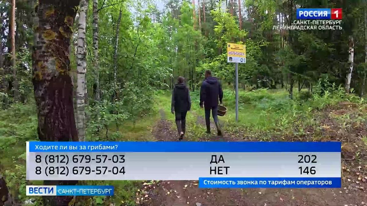 Грибной сезон: что нужно знать о "тихой охоте", чтобы не было проблем с законом?
