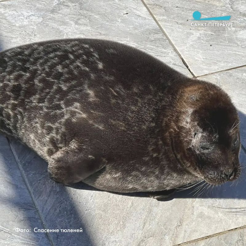 В Фонде друзей балтийской нерпы рассказали: нерпа по кличке Рваное Ухо, которой сильно досталось по голове от птиц, полностью восстановилась В Фонде друзей балтийской нерпы рассказали: нерпа по кличке Рваное Ухо, которой сильно досталось по голове от птиц, полностью восстановилась