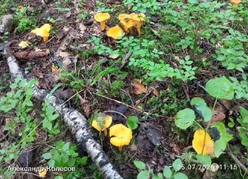 Грибники продолжают выносить из лесов Ленобласти полные корзины лисичек Грибники продолжают выносить из лесов Ленобласти полные корзины лисичек