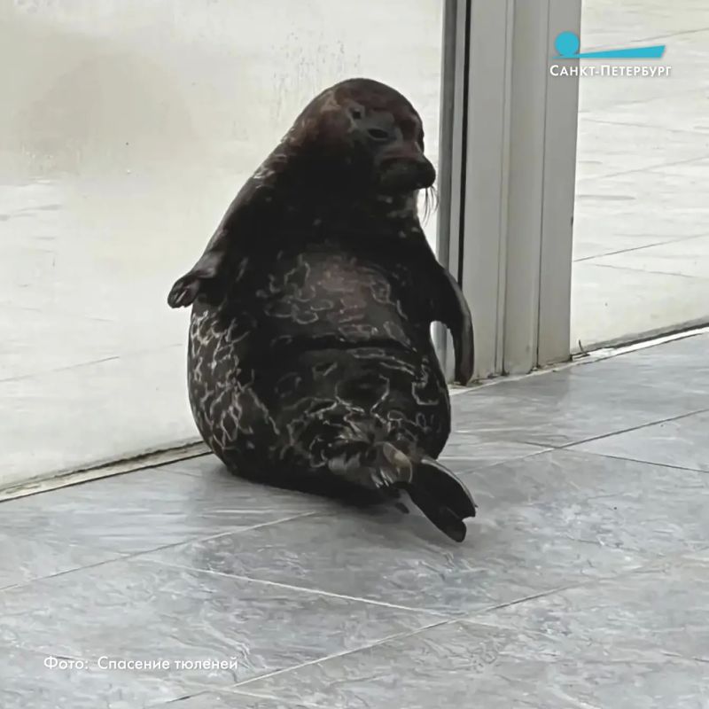 В Фонде друзей балтийской нерпы рассказали: нерпа по кличке Рваное Ухо, которой сильно досталось по голове от птиц, полностью восстановилась В Фонде друзей балтийской нерпы рассказали: нерпа по кличке Рваное Ухо, которой сильно досталось по голове от птиц, полностью восстановилась