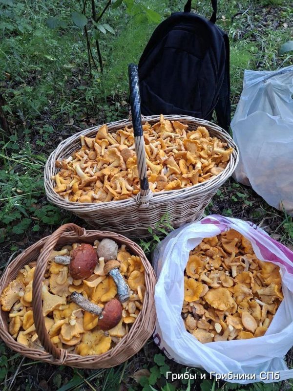 Грибники продолжают выносить из лесов Ленобласти полные корзины лисичек