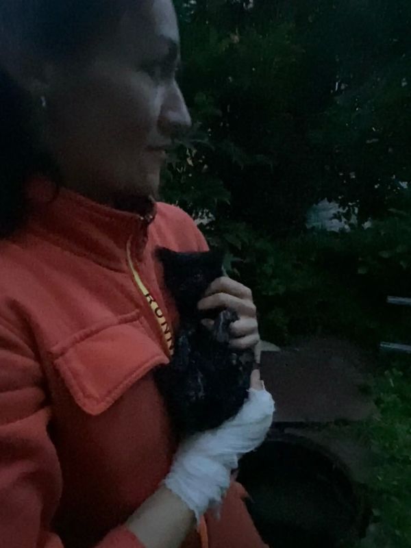 В Сиверском спасатели вызволили котенка из люка В Сиверском спасатели вызволили котенка из люка
