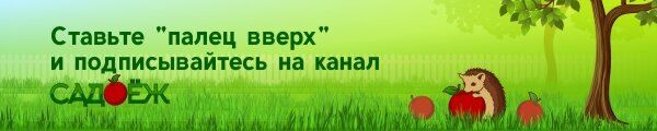 Умные инструменты для сбора ягод: как облегчить труд в огороде