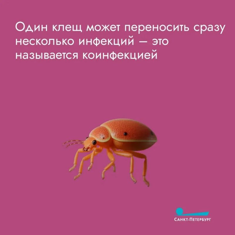 Мы все — в зоне риска: необходимо прививаться от клещевого энцефалита, даже если вы не грибник Мы все — в зоне риска: необходимо прививаться от клещевого энцефалита, даже если вы не грибник
