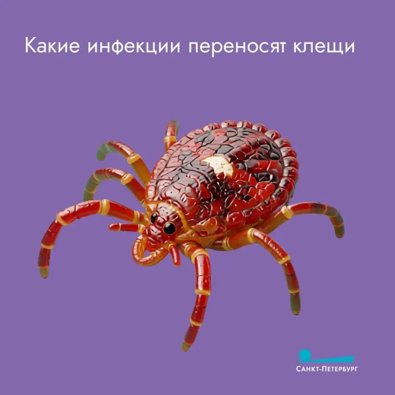 Мы все — в зоне риска: необходимо прививаться от клещевого энцефалита, даже если вы не грибник