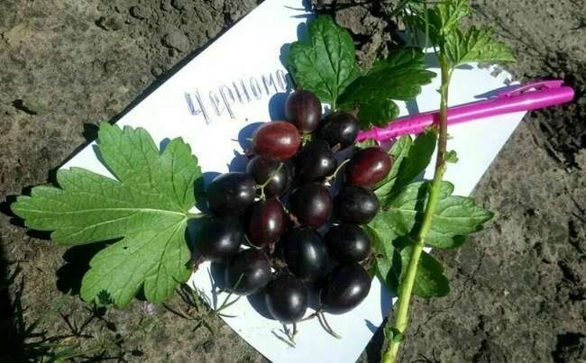 Сорта черноплодного крыжовника: какие выбрать, а от каких лучше держаться подальше