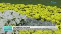 Яркие цветники вдоль Приморского шоссе продолжают украшать Сестрорецк