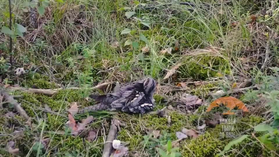 Во Всеволожском районе у козодоев вылупились два птенца