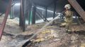 2500 поросят погибли при пожаре в Курганской области