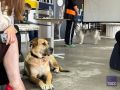 Благотворительный фестиваль помощи бездомным животным пройдет в Петербурге, сообщили в фонде-организаторе