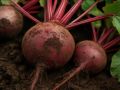 Как пищевая сода может сделать вашу свеклу сладкой и сочной