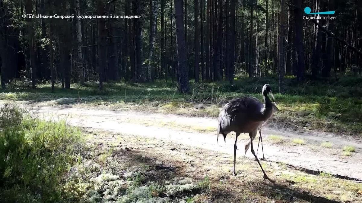 На фотоловушку Нижне-Свирского заповедника попали два серых журавля