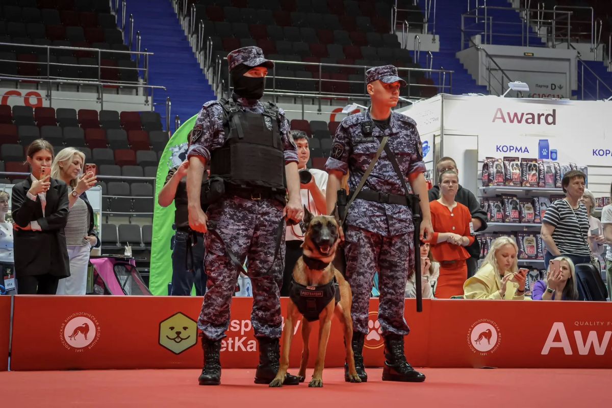 В Санкт-Петербурге кинологи со служебными собаками из боевого состава ОМОН «Бастион», специального моторизованного Измайловского полка и полка по охране важных государственных объектов Северо-Западного округа Росгвардии...