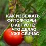 Как защитить томаты от фитофторы в августе: проверенные методы