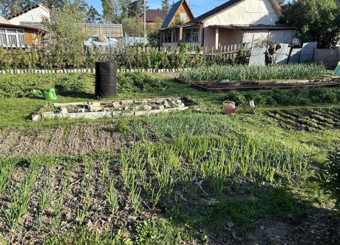Когда собирать свеклу: советы для дачников