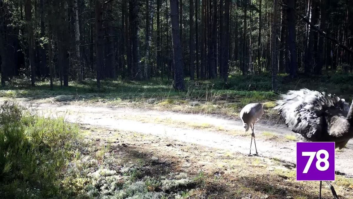 Пару серых журавлей заметили в Ленобласти
