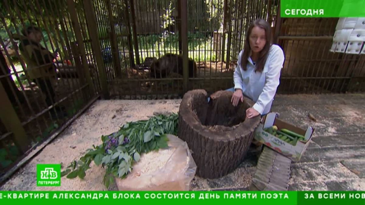 Медведице Глаше из центра взаимодействия природы и человека «Оберег» сделали ценный подарок