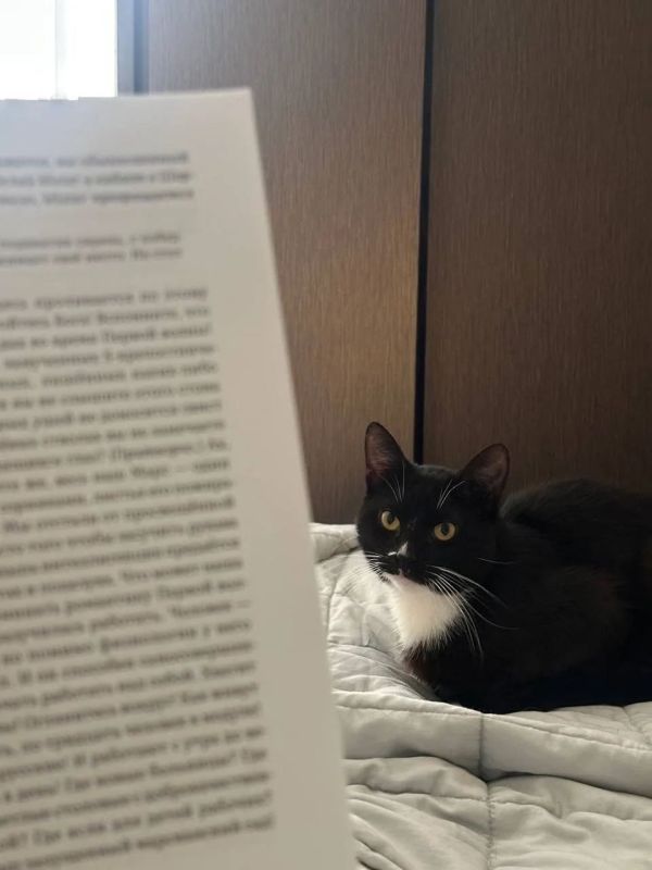 Год назад кота Орфея спасли из гранитной ловушки на Фонтанке Год назад кота Орфея спасли из гранитной ловушки на Фонтанке