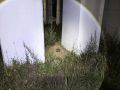 «Кошкиспас» пришел на помощь раненому лисенку