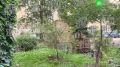 Во дворах Невского проспекта петербуржцы собирают вишню