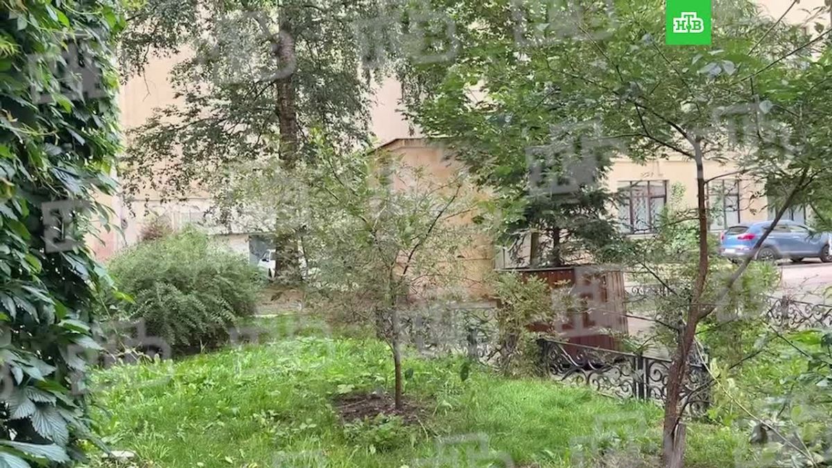 Во дворах Невского проспекта петербуржцы собирают вишню