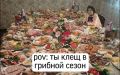 1292 человека покусали клещи за последнюю неделю в Петербурге и Ленобласти