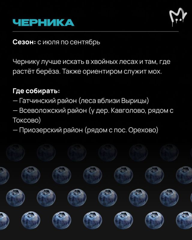 Чернику под каждым кустом не раздают Чернику под каждым кустом не раздают