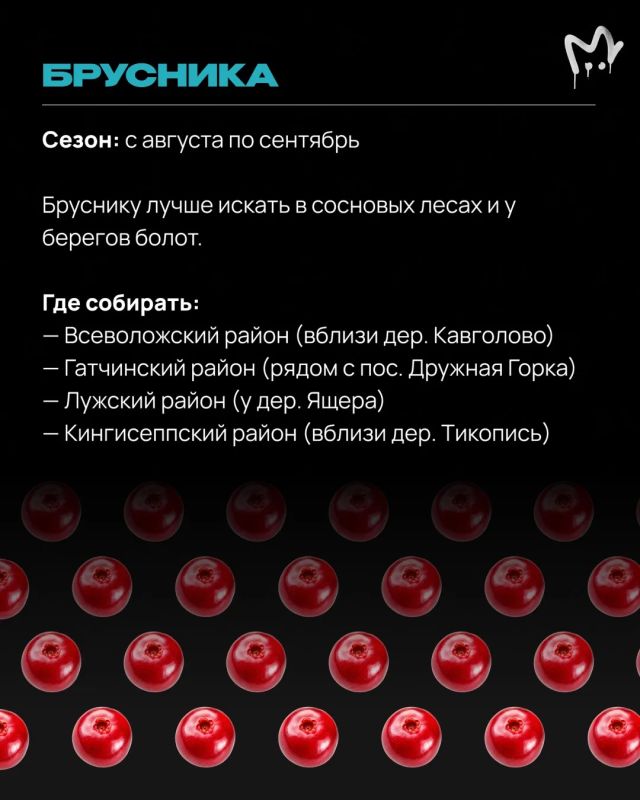 Леса Ленобласти прямо сейчас раздают бесплатные витамины — главное знать, куда идти Леса Ленобласти прямо сейчас раздают бесплатные витамины — главное знать, куда идти